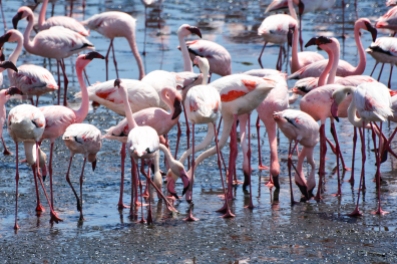 Flamingos at Walfish Bay