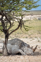 sleepy black Rhino