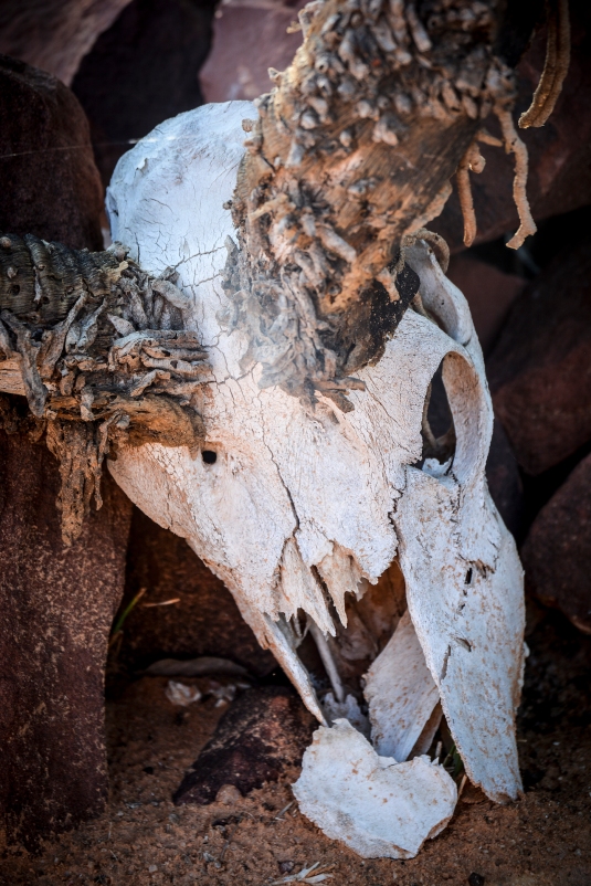 Oryx Skeleton taken over by termites