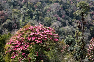Rhododendron Forest