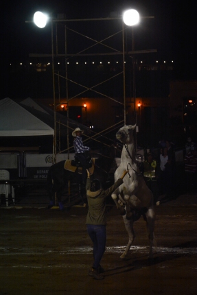 horse show
